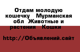 Отдам молодую кошечку - Мурманская обл. Животные и растения » Кошки   